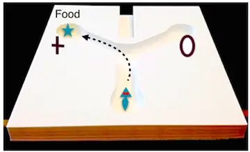 planarian-respond-to-food