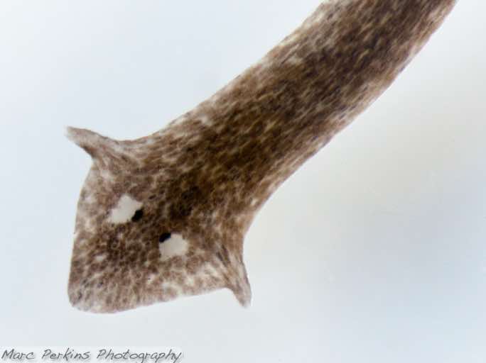 planarian-two-eyespots-and-auricles