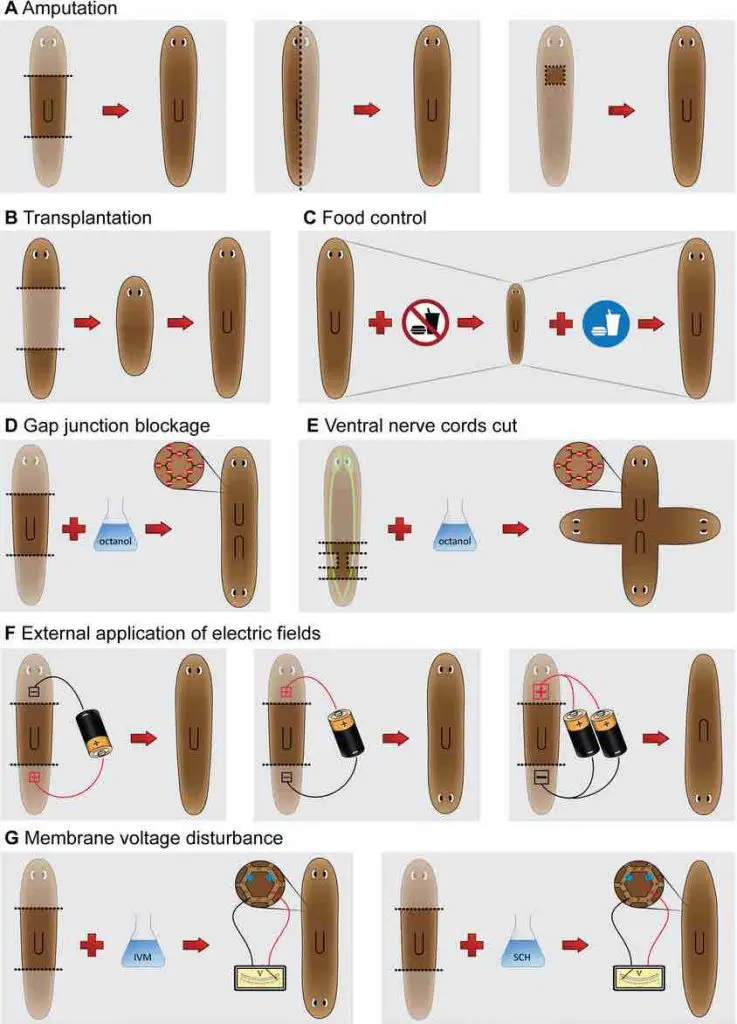 regulation-of-Planarians-regeneration