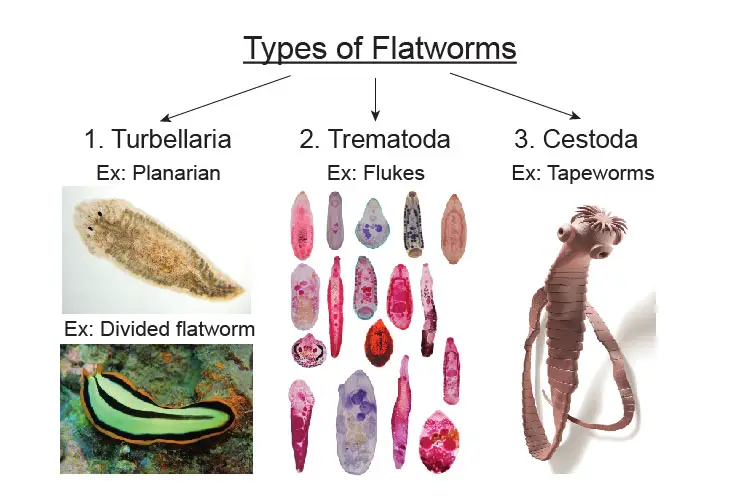 types-of-flatworms