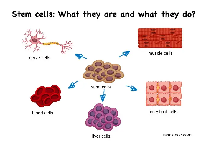 what-stem-cells-are