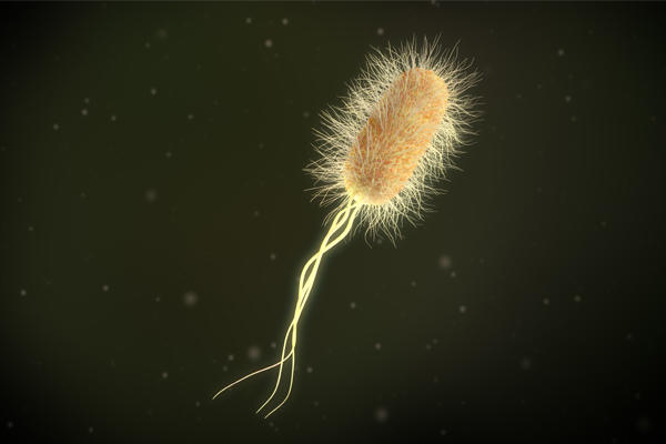 3D-e-coli-flagella-and-many-pili