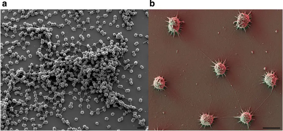 Altiarchaeales_biofilm