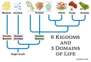 Archaea - Definition, Structure, Types & Extremophile Habitats - Rs ...