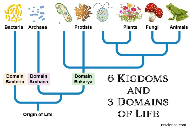 Archaea-Bacteria-and-Eukarya-domains