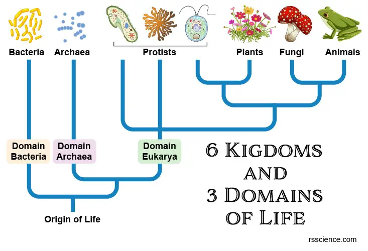 Archaea vs Bacteria – What are the Similarities, Differences, and ...