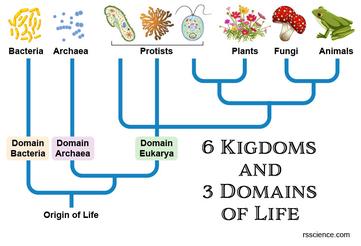 Kingdom Animalia - Classification, Characteristics, and Evolution - Rs'  Science