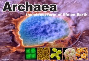 Archaea Definition Structure Types Extremophile