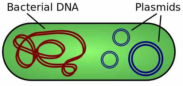 Bacterial-chromosomal-DNA-and-plasmids