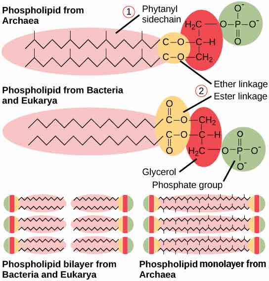 Comparison-plasma-membrane-lipid-between-Bacteria-Eukarya-Archaea
