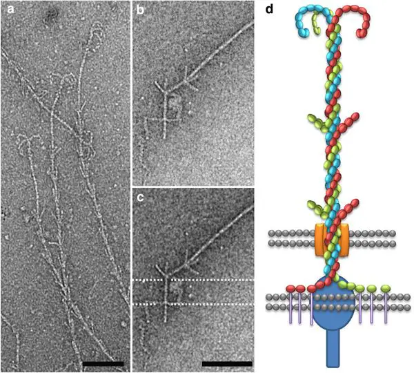 Electron-micrograph-archaea-hamus