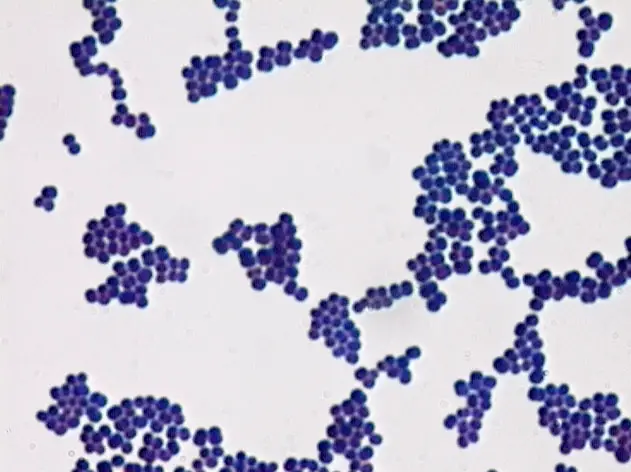 Gram-positive-cocci