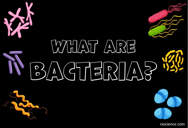 What are bacteria cover