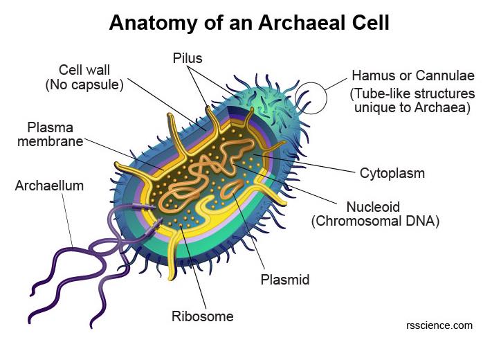 anatomy-of-an-archaeal-cell