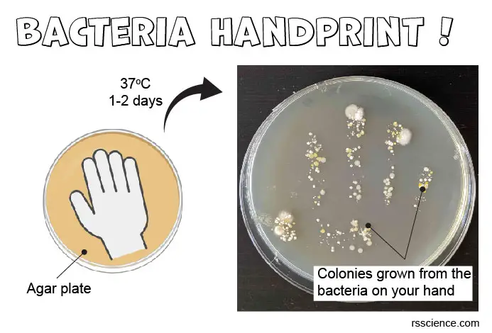 bacteria-handprint