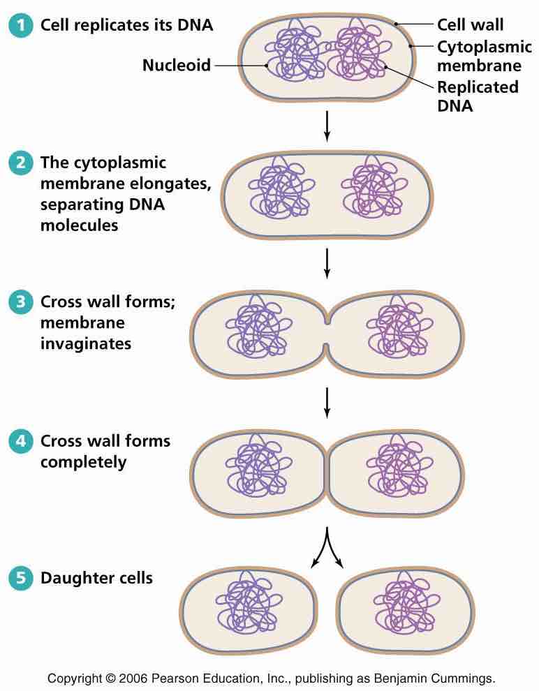 bacteria-reproduction-binary-fission