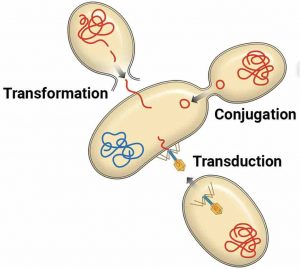 Bacteria - Definition, Structure, Types & Infections - Rs' Science