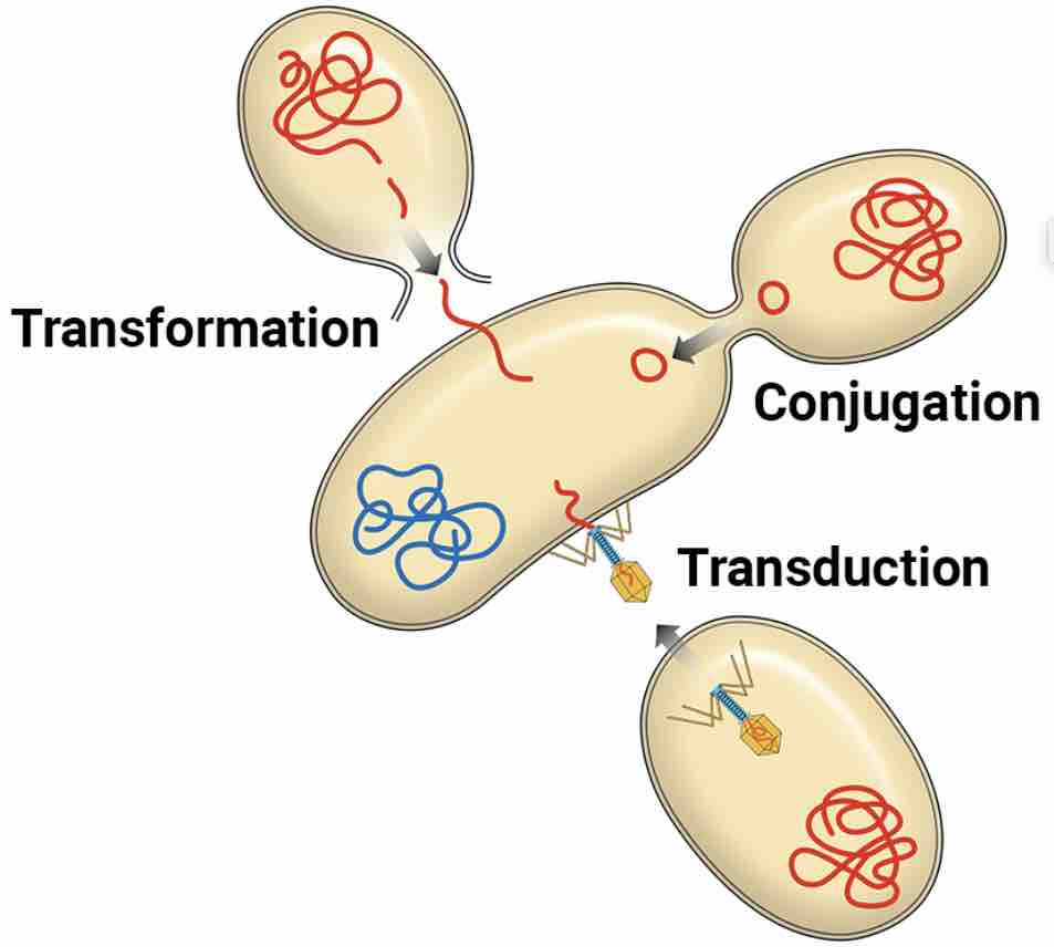 bacterial-genetic-recombination-transformation-transduction-and-conjugation