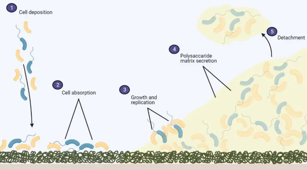 biofilm-formation-steps