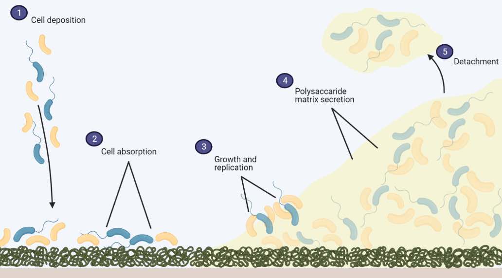 Bacteria - Definition, Structure, Types & Infections - Rs' Science