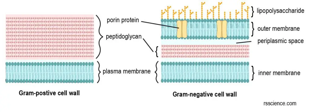 cell-wall-of-gram-postive-and-negative-bacteria-new