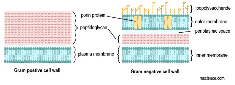 cell-wall-of-gram-postive-and-negative-bacteria