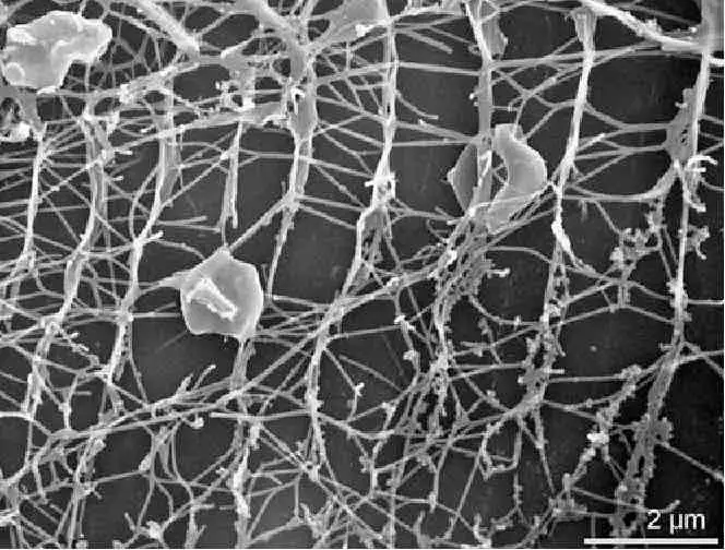 disk-shaped-archaeal-cannulae