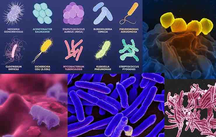 examples-of-pathogen-bacteria