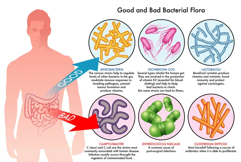 good-and-bad-bacteria-flora