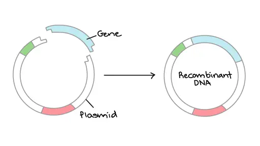 paste-a-gene-in-a-plasmid