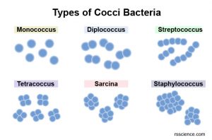 Bacteria - Definition, Structure, Types & Infections - Rs' Science