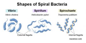 Bacteria - Definition, Structure, Types & Infections - Rs' Science