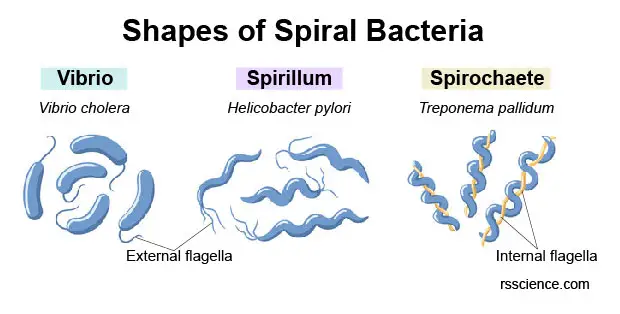 types-of-curved-shape-bacteria