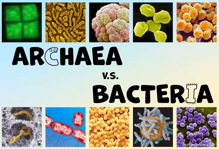 Archaea Vs Bacteria What Are The Similarities Differences And Examples Rs Science 9453