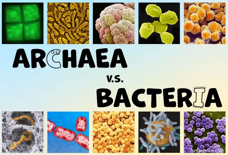 archaea vs bacteria