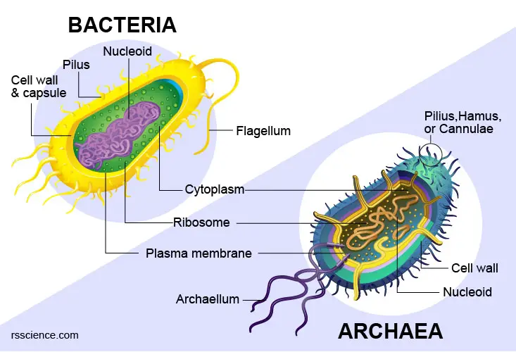 similarities-and-differences-bacteria-archaea