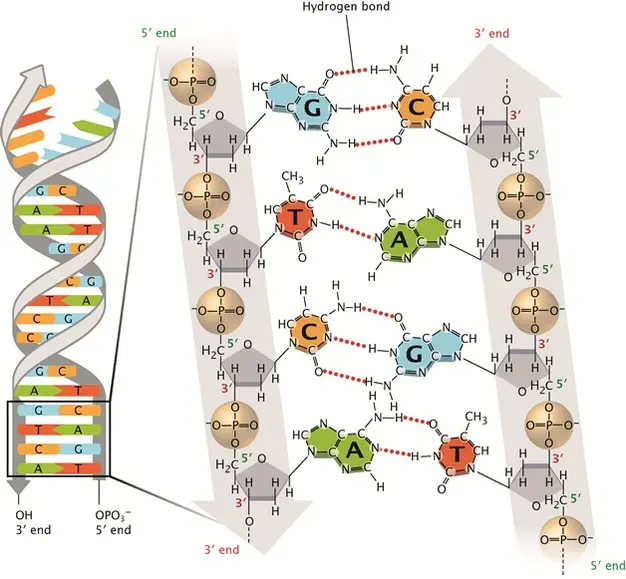 Base-pairing-in-DNA-helix