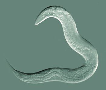 C-elegans