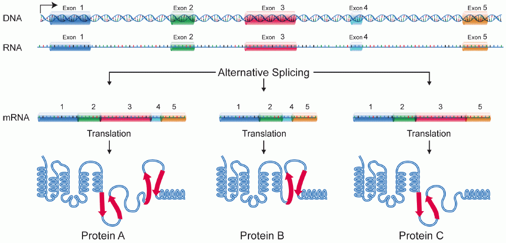 DNA_alternative_splicing