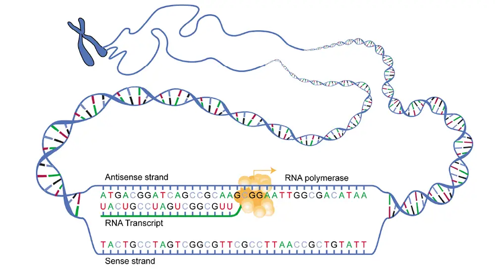 DNA_transcription
