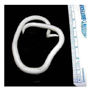 Giant-roundworm