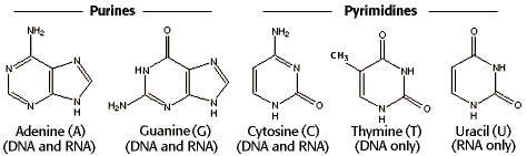 Nitrogenous-base-DNA-RNA