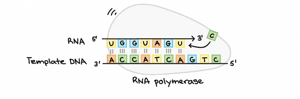 RNA-polymerase