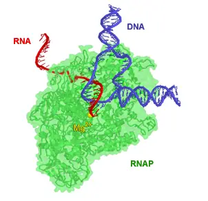 RNA-polymerase-structure-model