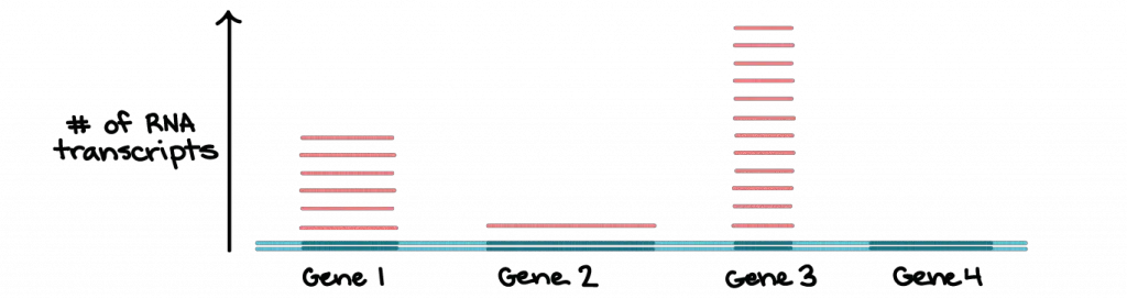 RNA-transcripts-in-a-cell-example