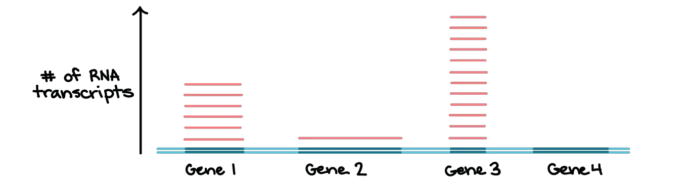 What is Transcription? – From DNA to RNA - Rs' Science