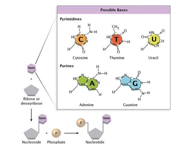 The-chemical-structure-of-a-nucleotide