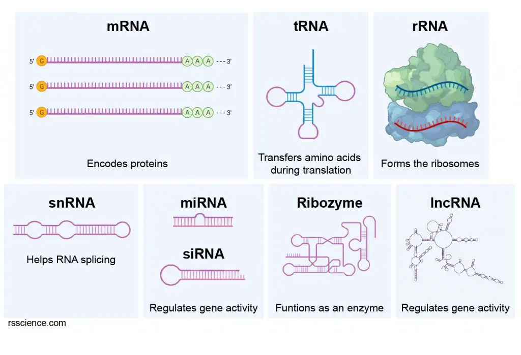 Types-of-RNA-molecules-snRNA-mRNA-tRNA-rRNA-miRNA-lncRNA