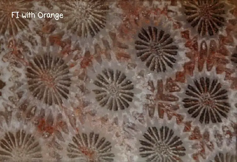 agatized-fossil-coral-flower