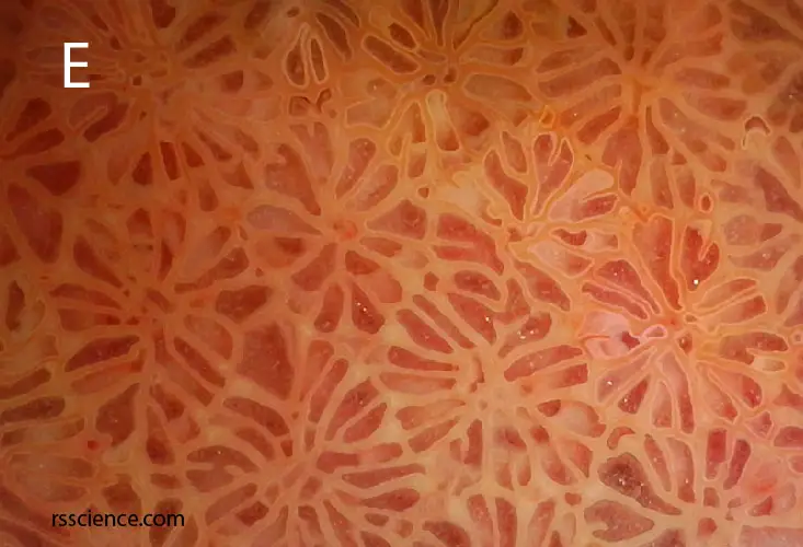 agatized-fossil-coral-orange